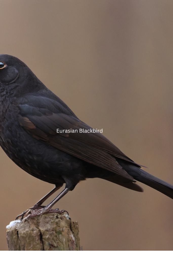 Eurasian Blackbird