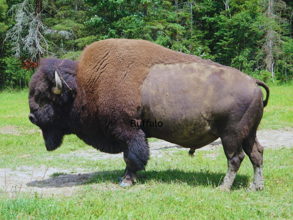 Buffalo