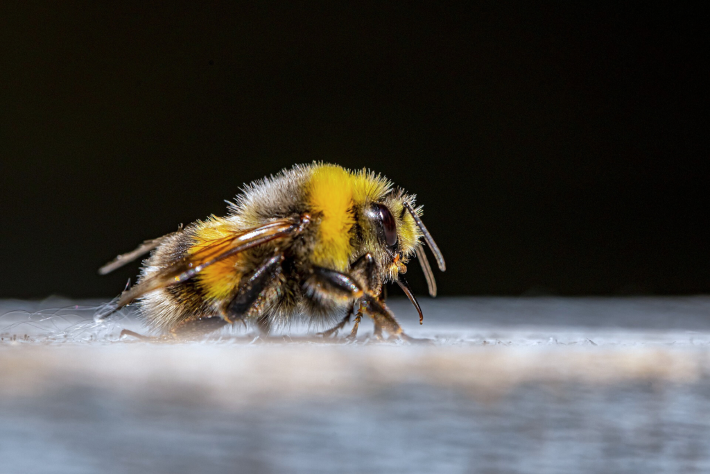 Africanized bumble bees