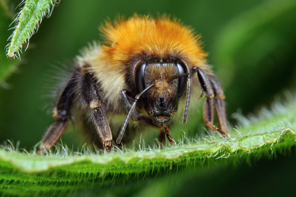 Africanized bumble bees