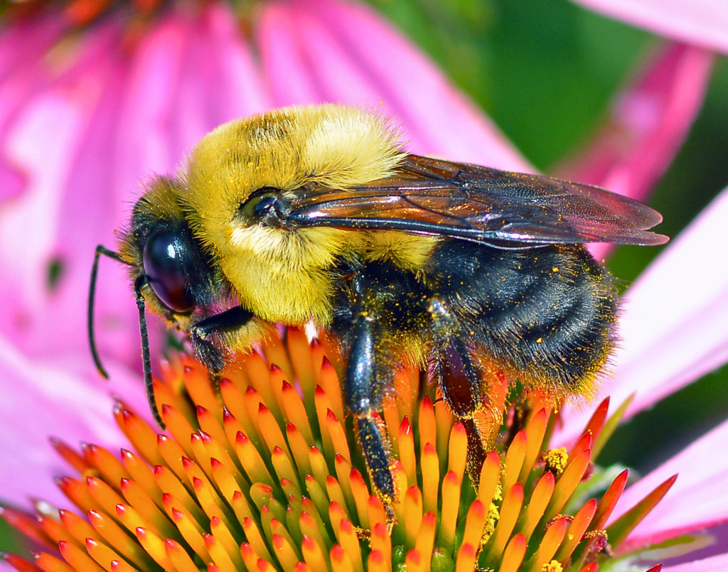 Africanized bumble bees