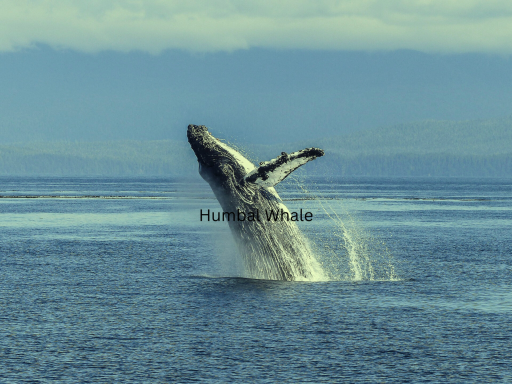 Humbal Whale