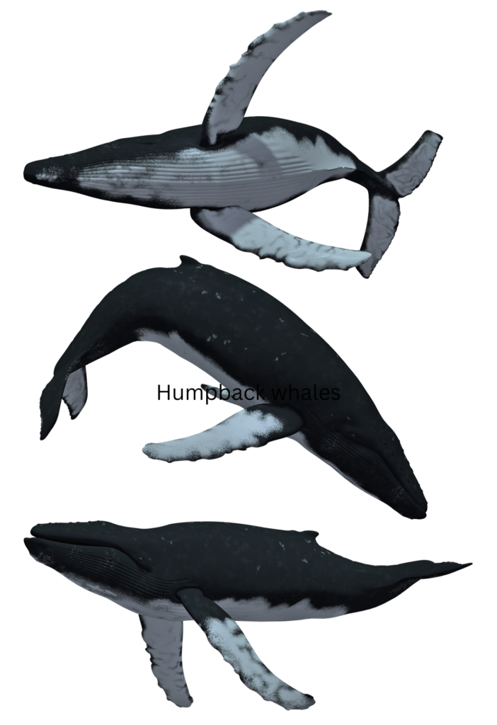 Humpback whales