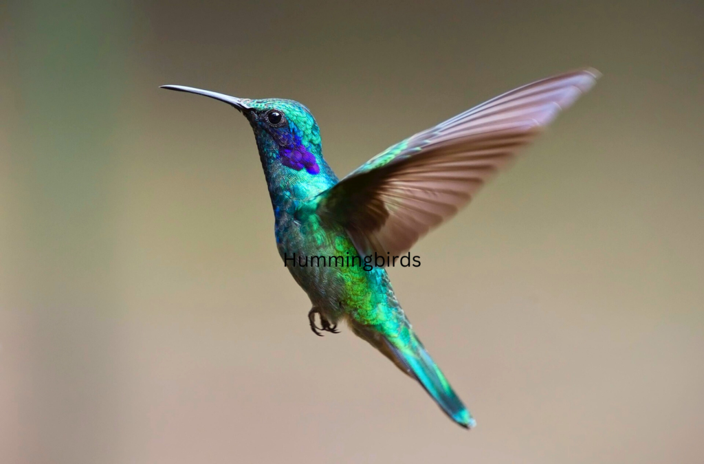 Hummingbirds