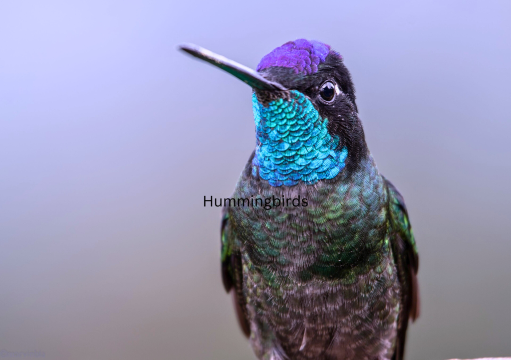 Hummingbirds