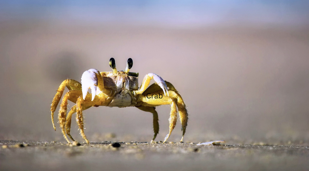 Crab