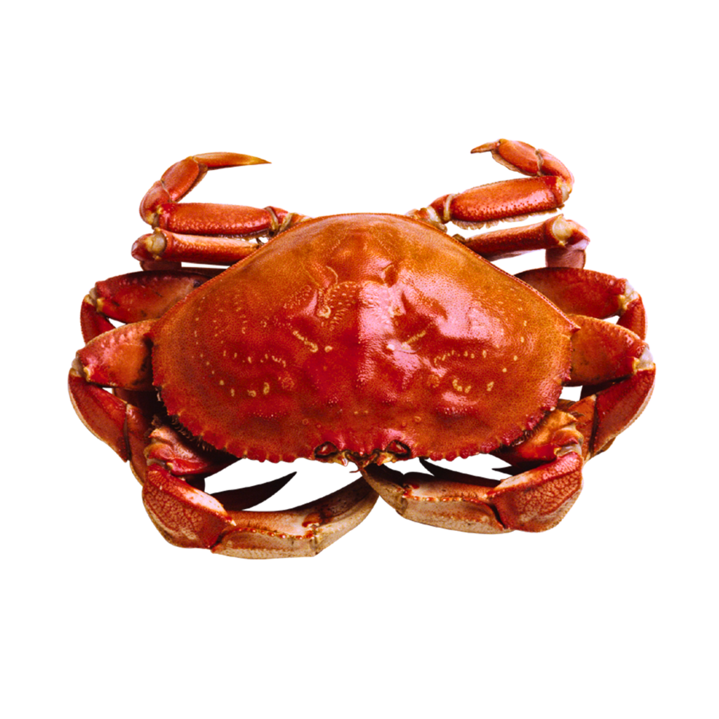 Crab