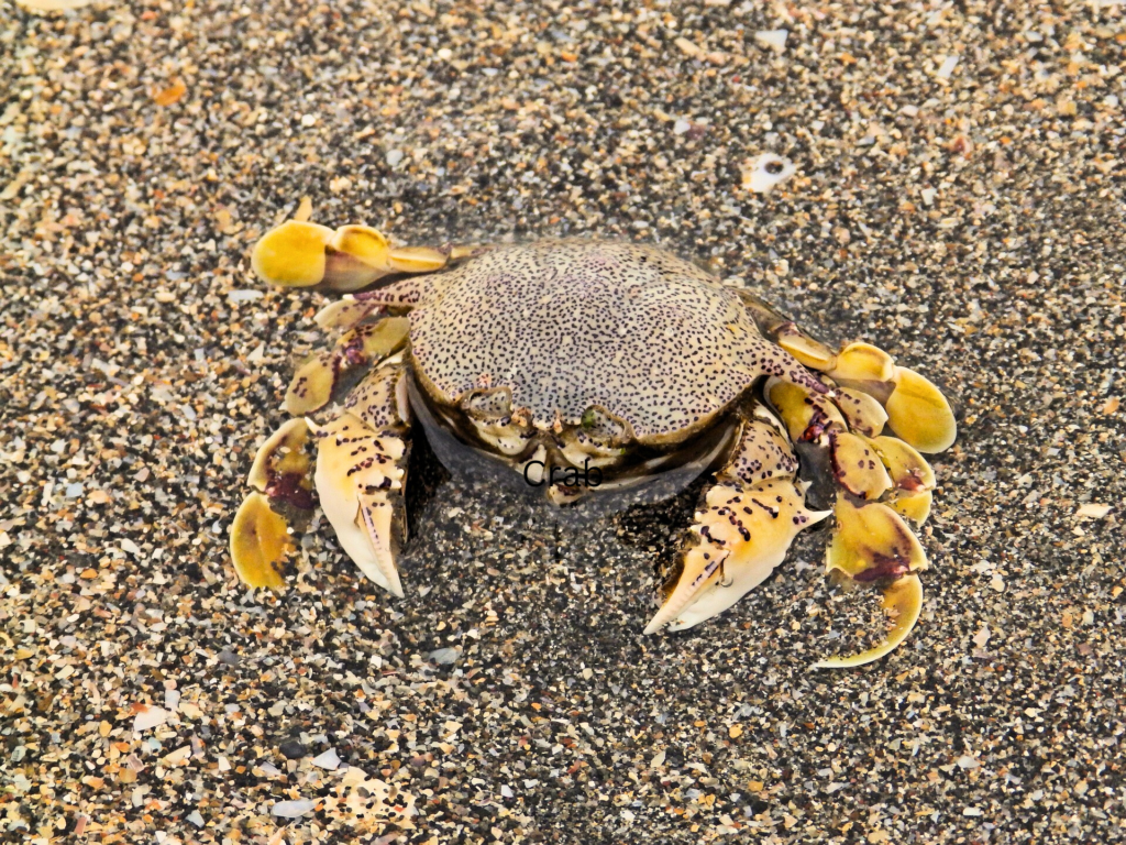 Crab