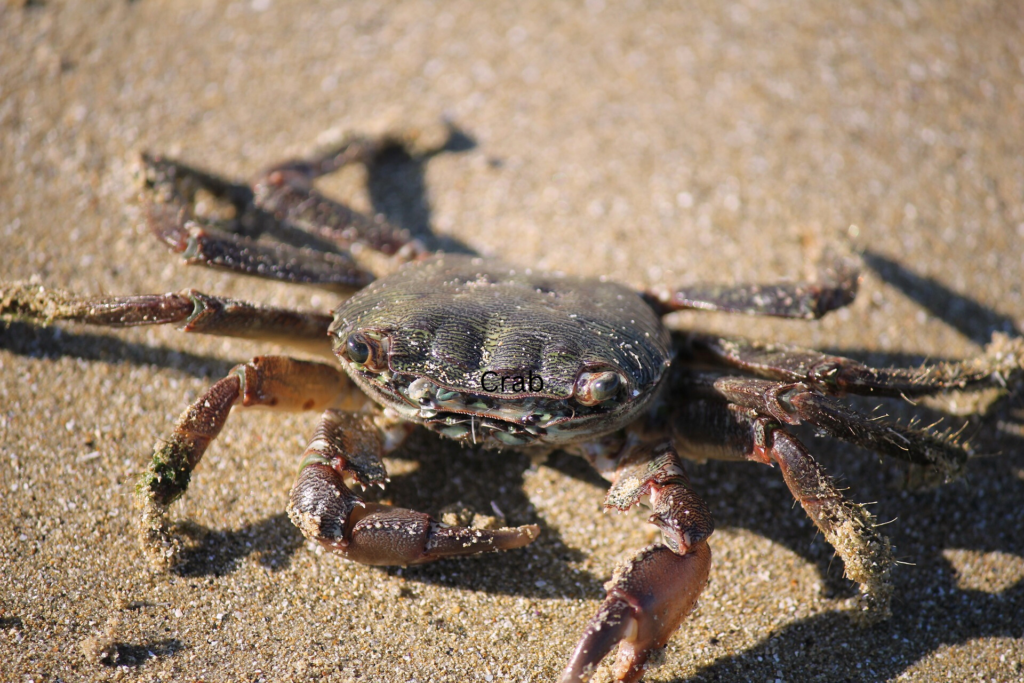 Crab