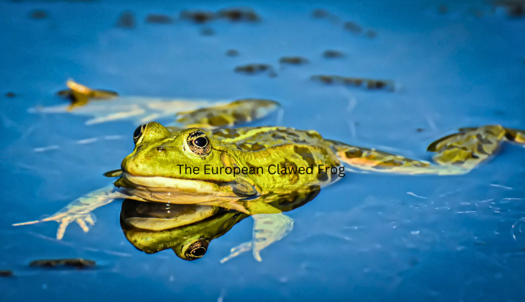 The European Clawed Frog