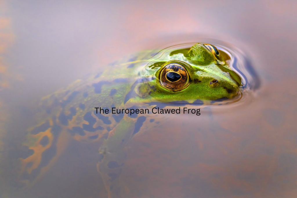 The European Clawed Frog