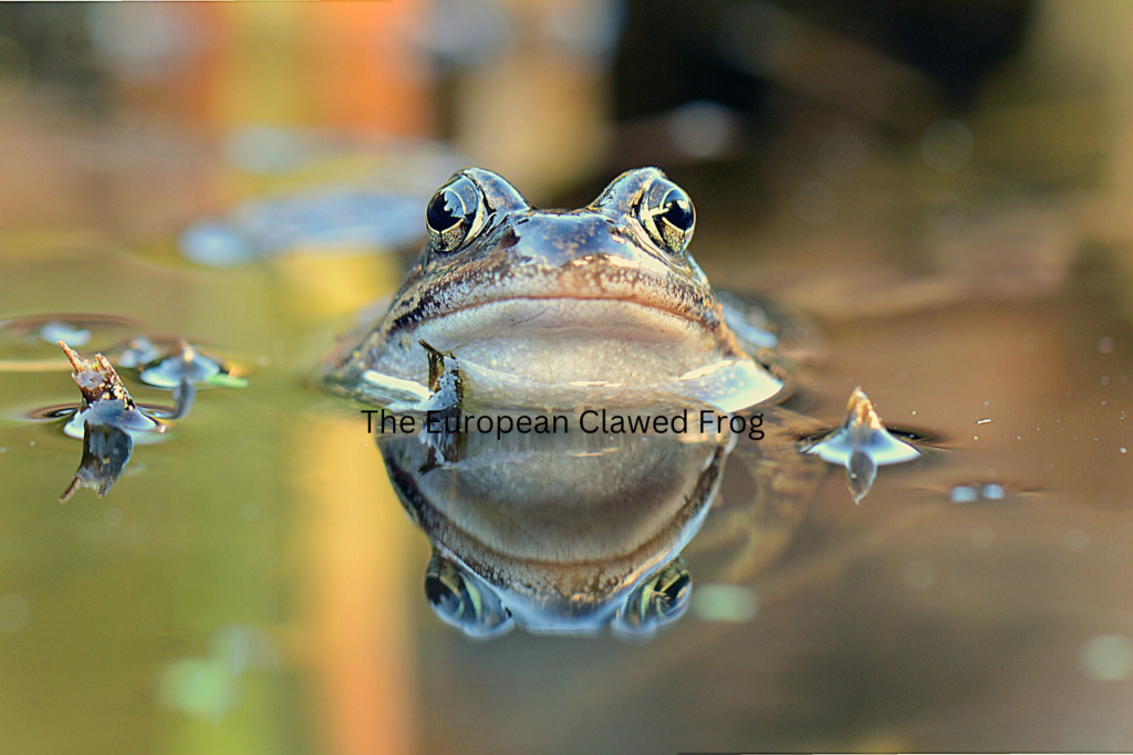 The European Clawed Frog