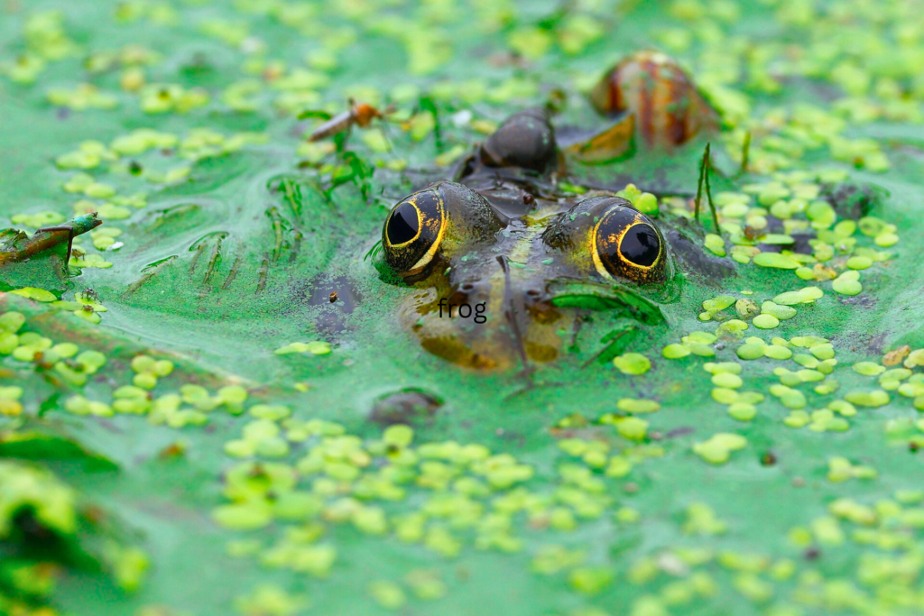 The European Clawed Frog