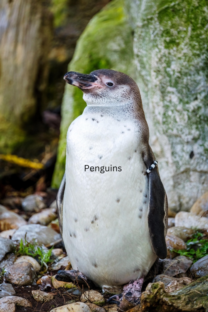 Penguins