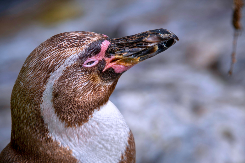 Penguins