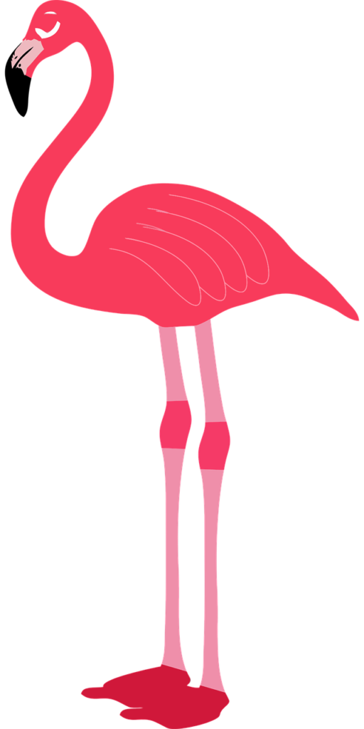 Flamingos