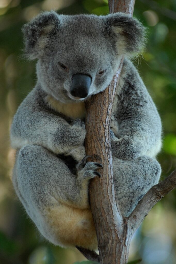 Koalas