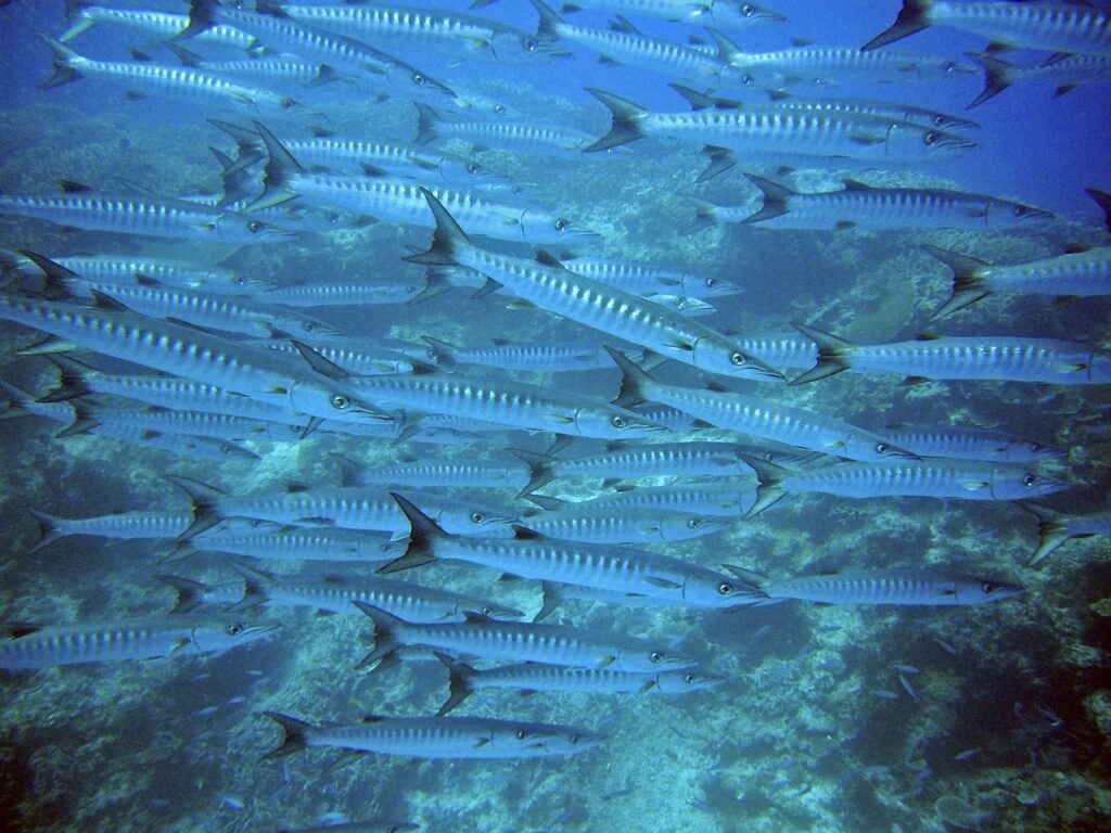 Barracudas