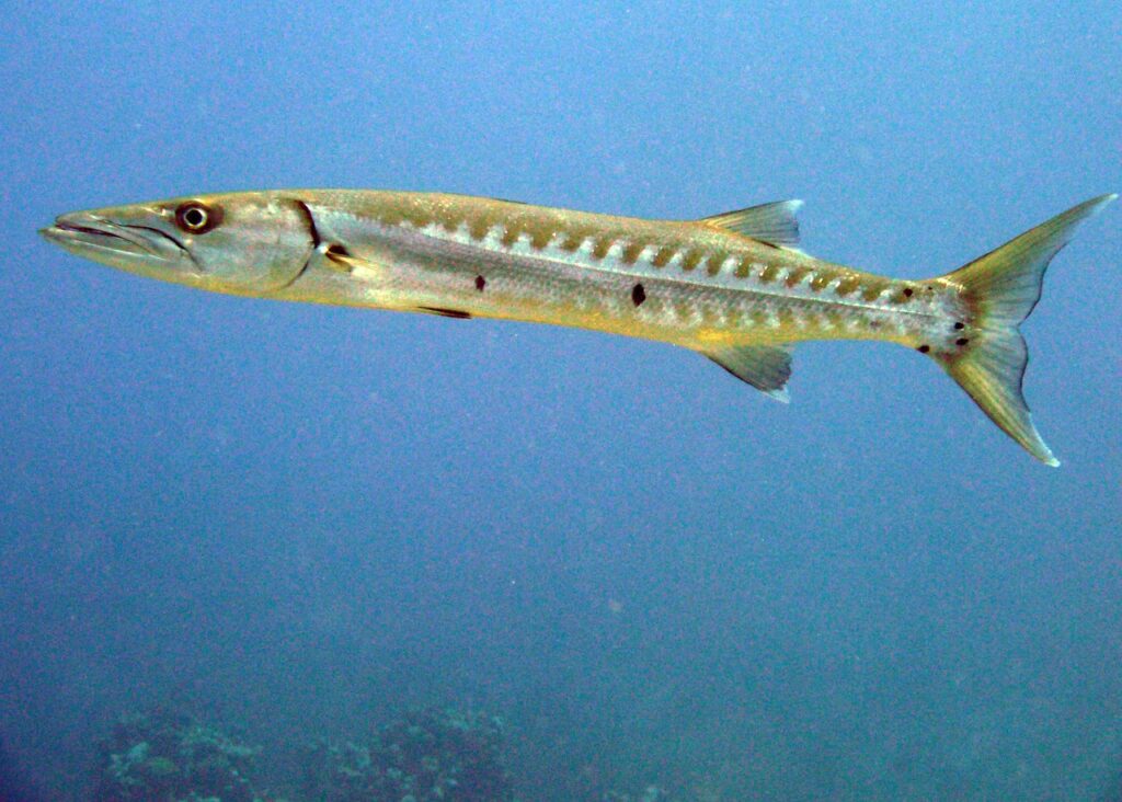 Barracudas