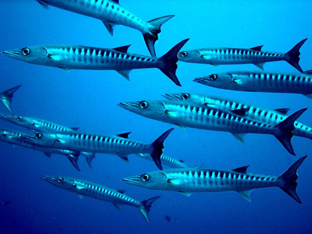 Barracudas