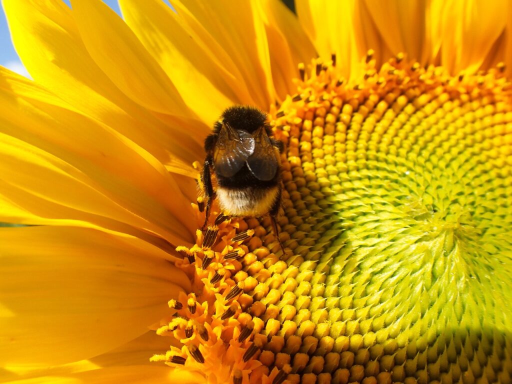 Africanized bumble bees