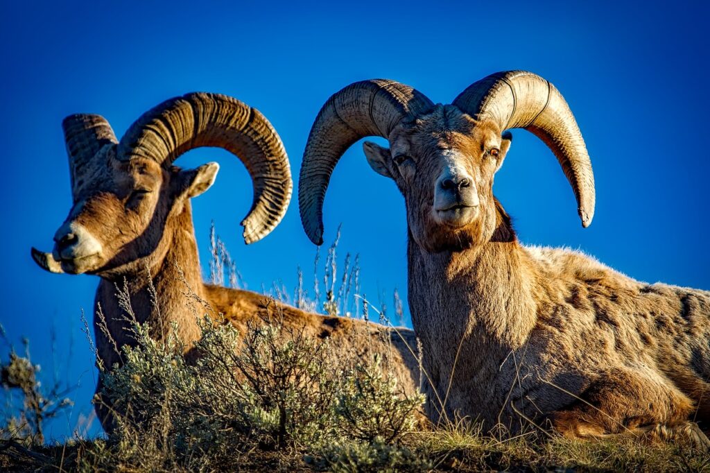 Bighorn Sheep