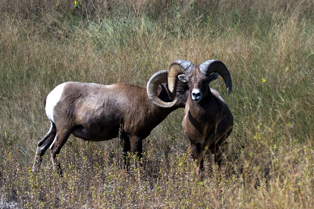 Bighorn Sheep