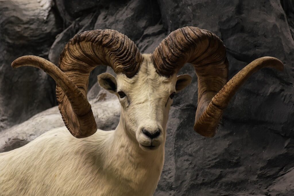 Bighorn Sheep