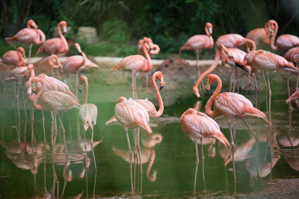 Flamingos