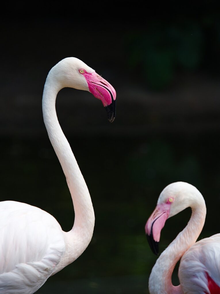 Flamingos