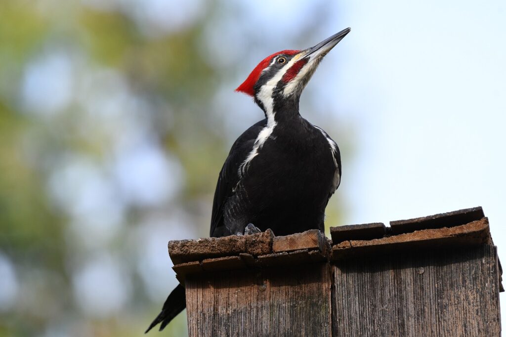 Woodpeckers