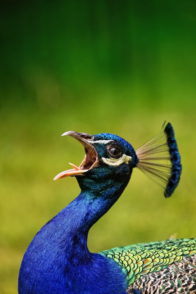 Peacock