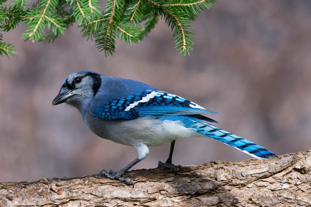 Blue Jay