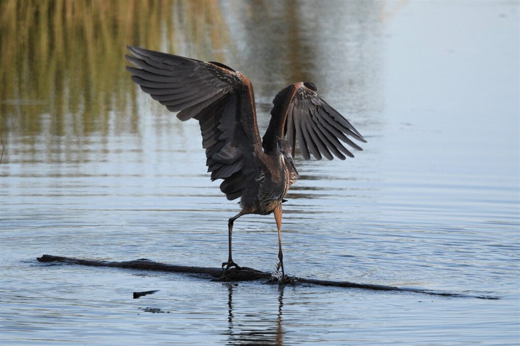 Great Blue Herons