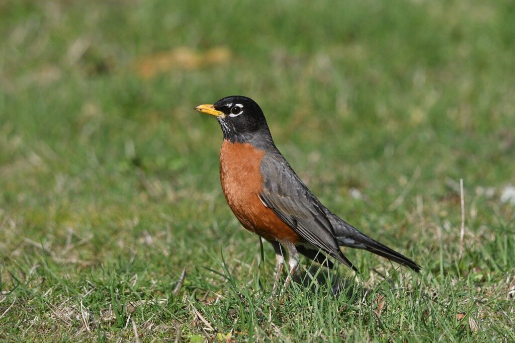 American Robins