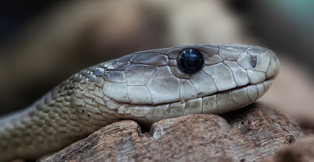 black mamba snake