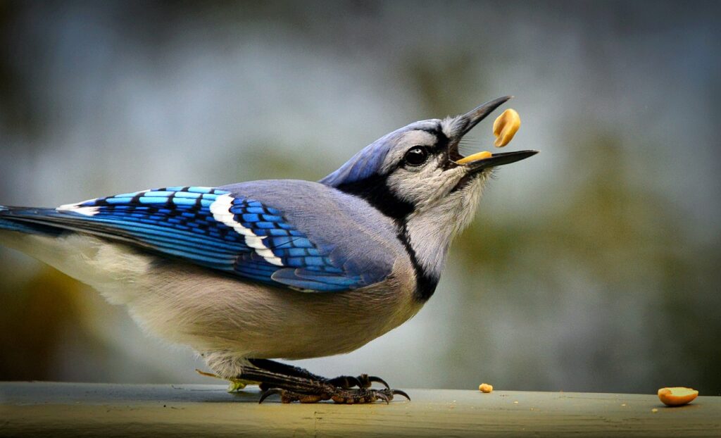 Blue Jay