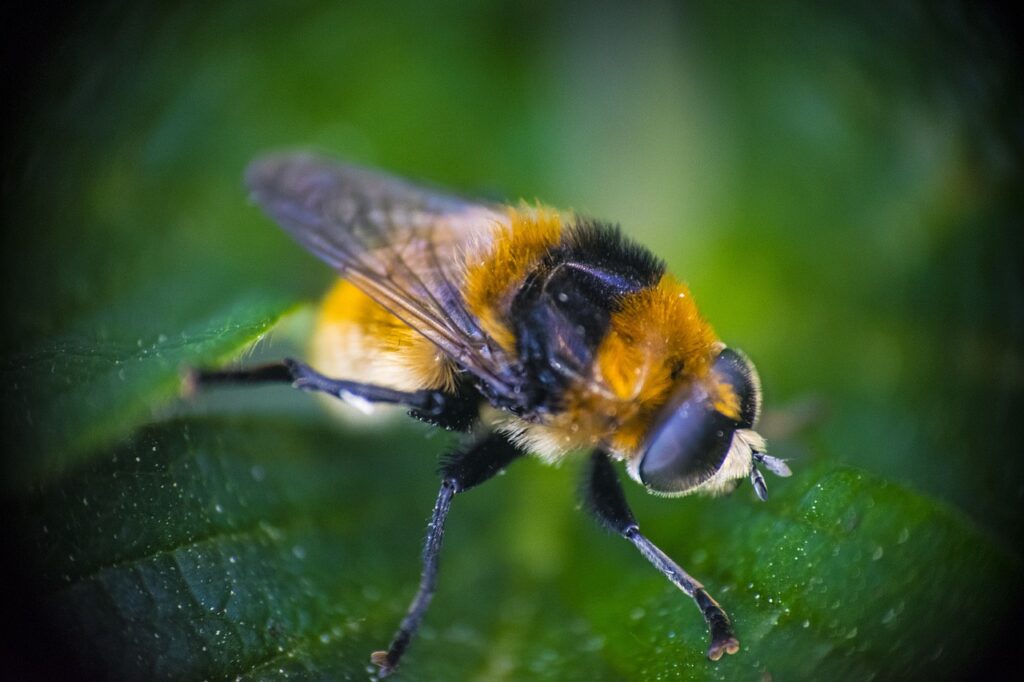 Africanized bumble bees