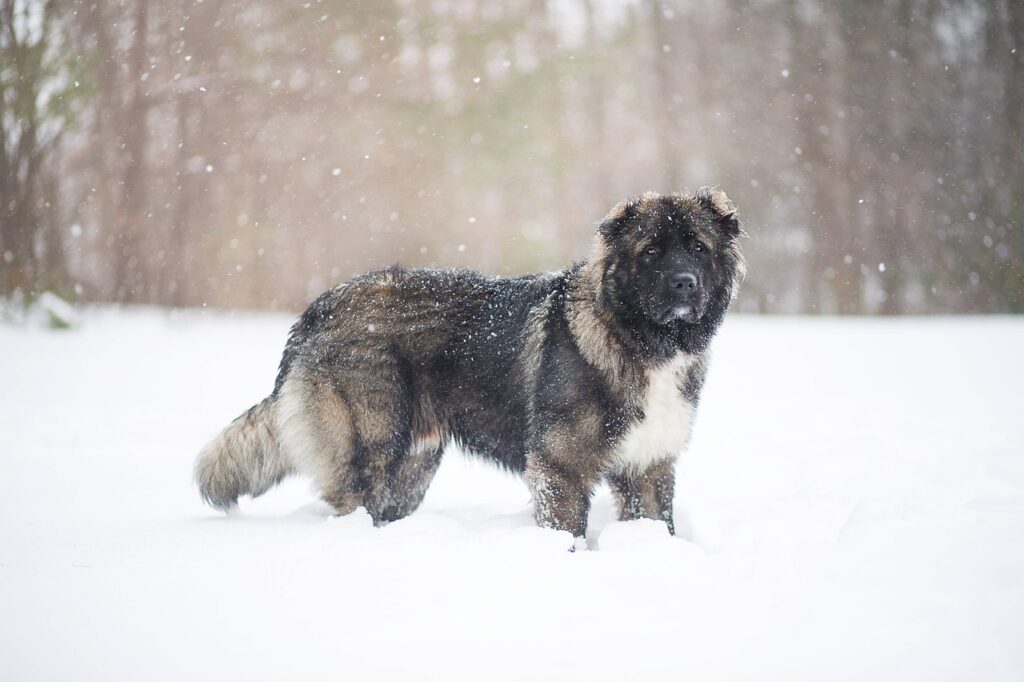 Akita