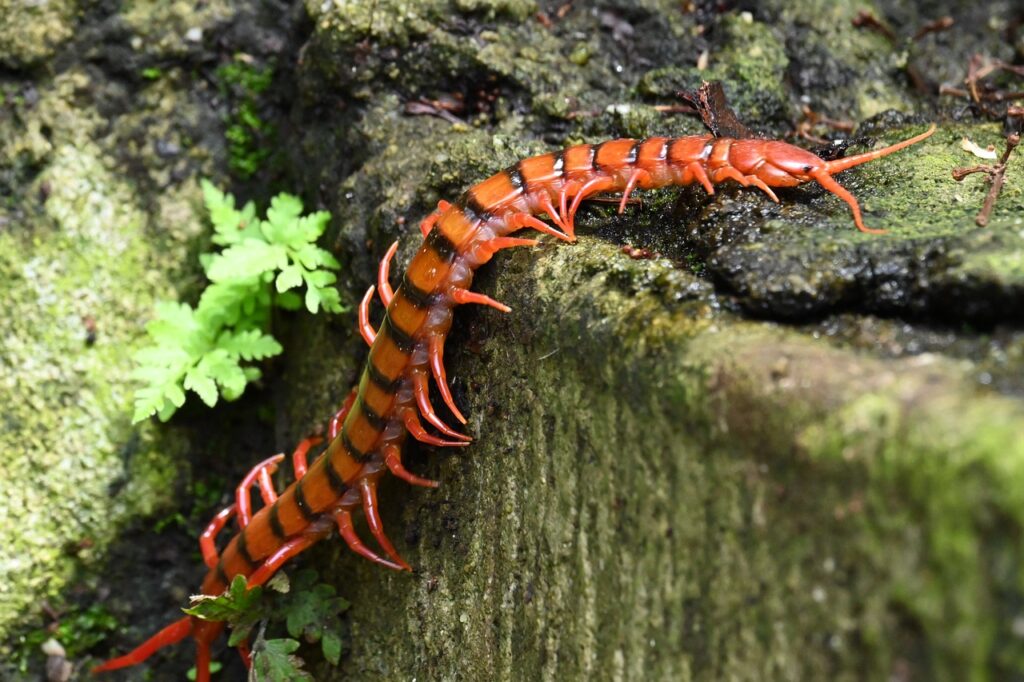 centipedes