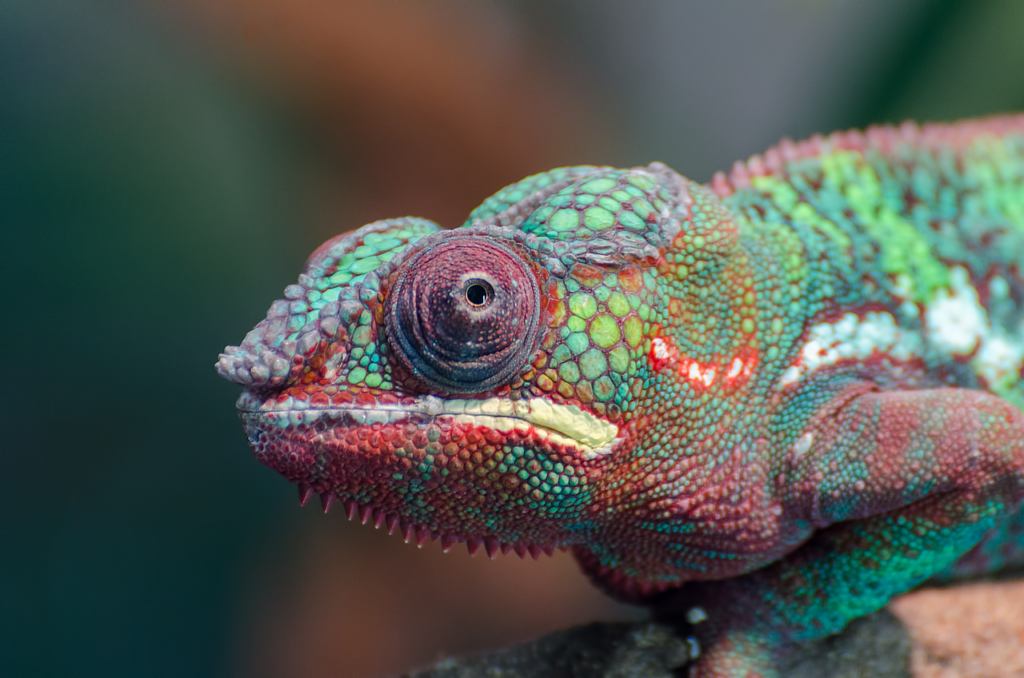 Chameleon