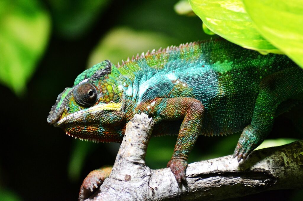 Chameleon