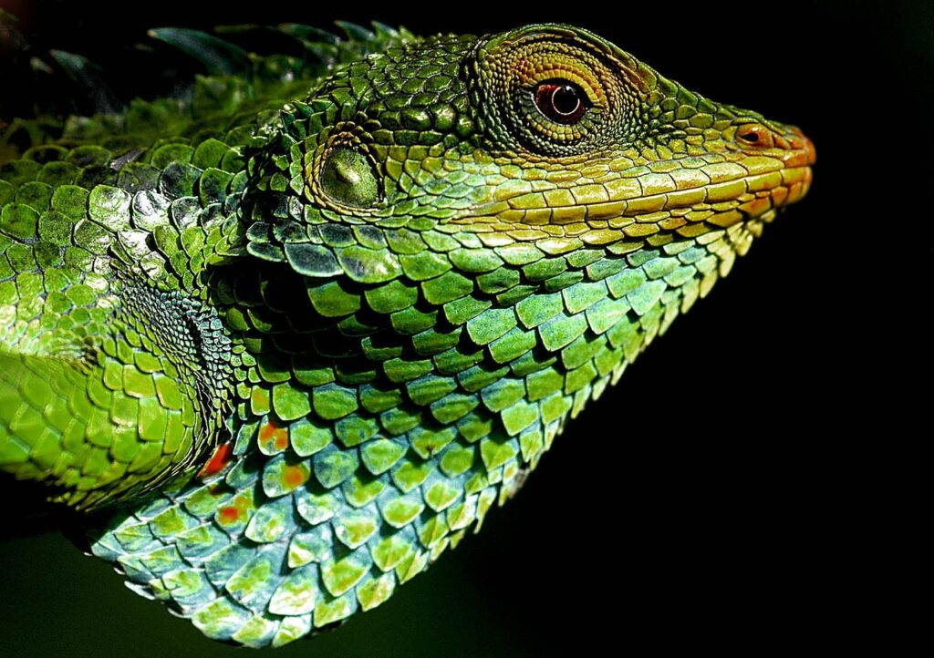 Chameleon