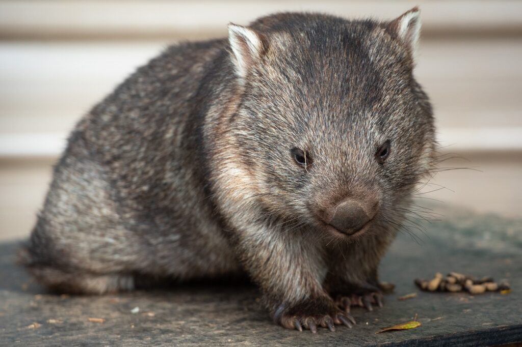 Wombats