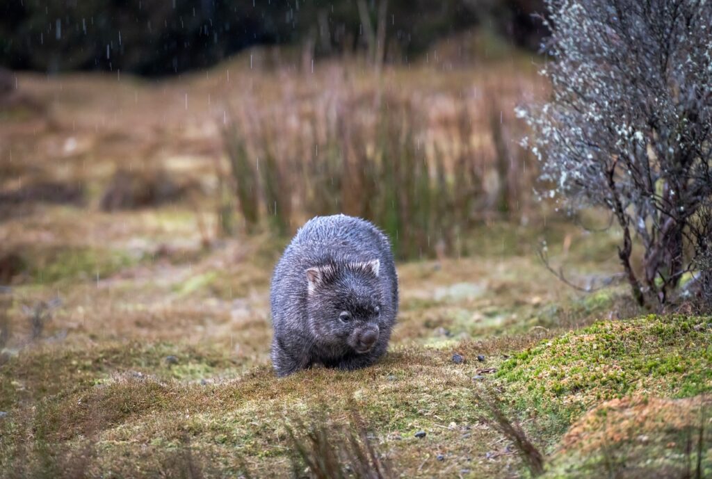 Wombats