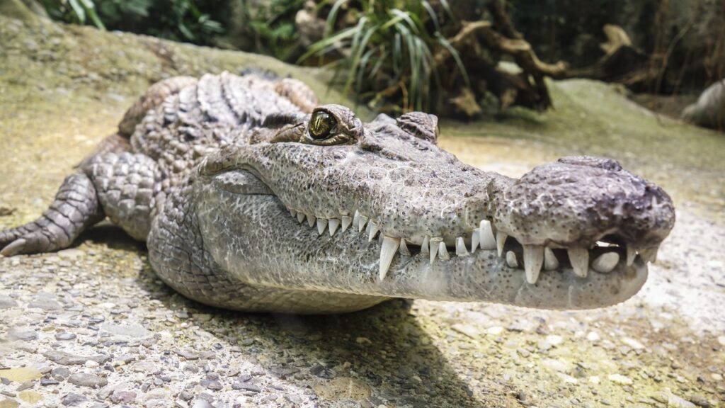 Crocodiles