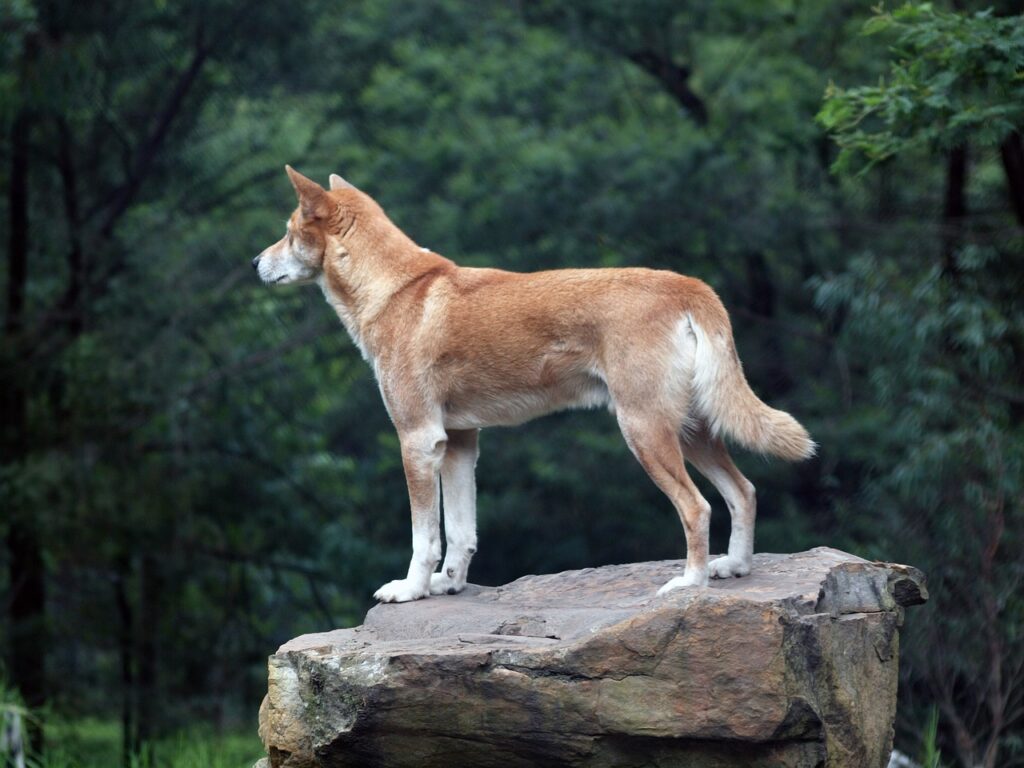 Dingo