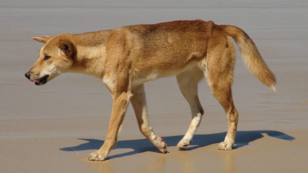 Dingo