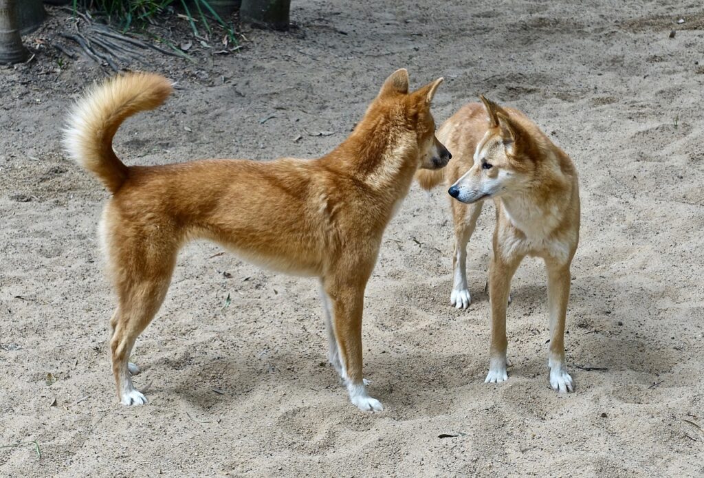 Dingo