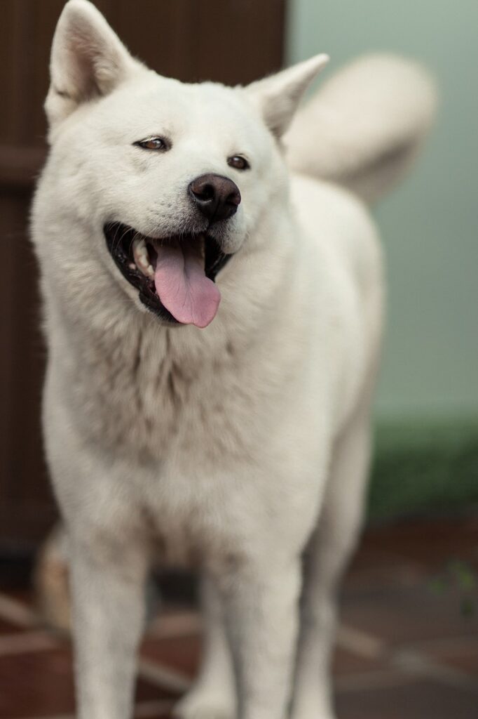 Akita Canines